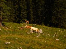 2013-08-18_Regina-F-Rau_Schachenhaus (025).JPG